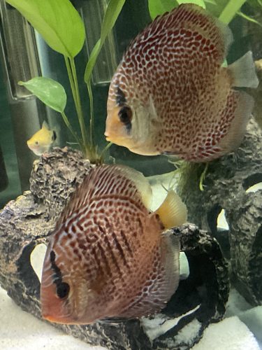 Super Eruption Discus, Blue Base photo review
