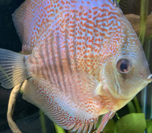 Super Eruption Discus, Blue Base photo review