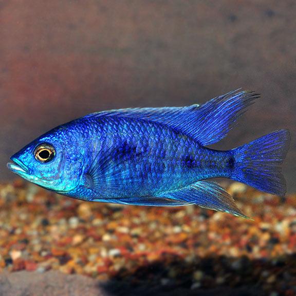 Electric Blue Cichlid 5 pack