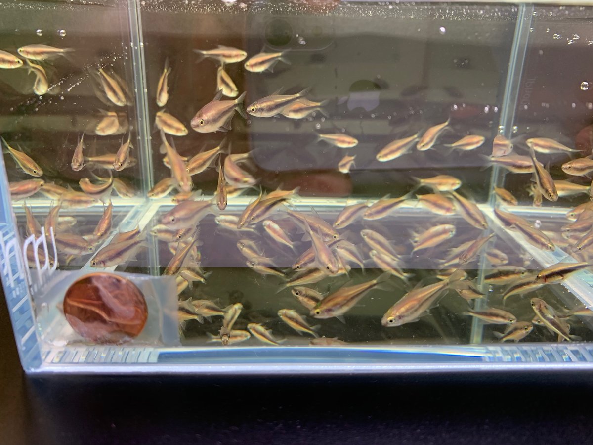Emperor Tetra 8 pack