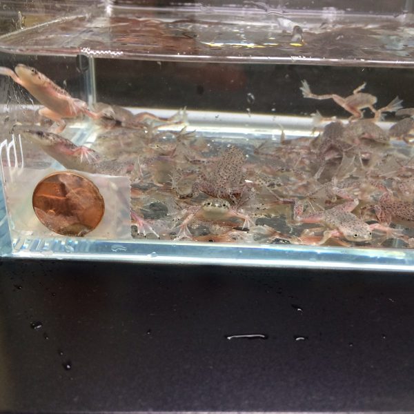 african dwarf frog hiding