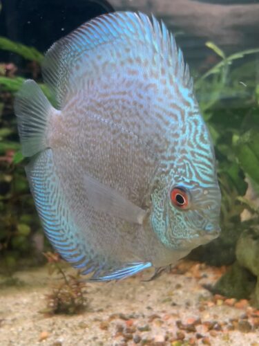 Dark Green Fineline Snakeskin Discus photo review