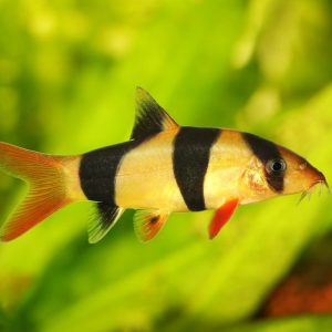 Loaches