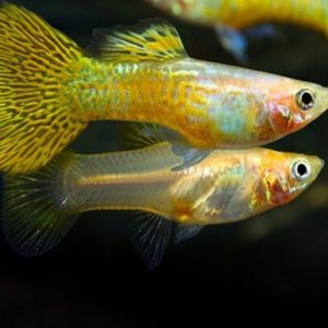 Guppies & Endlers