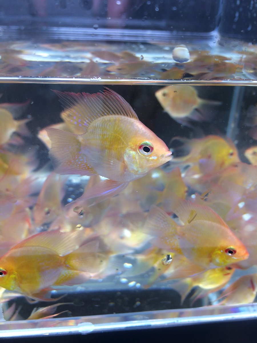 gold balloon ram 3 pack discus com