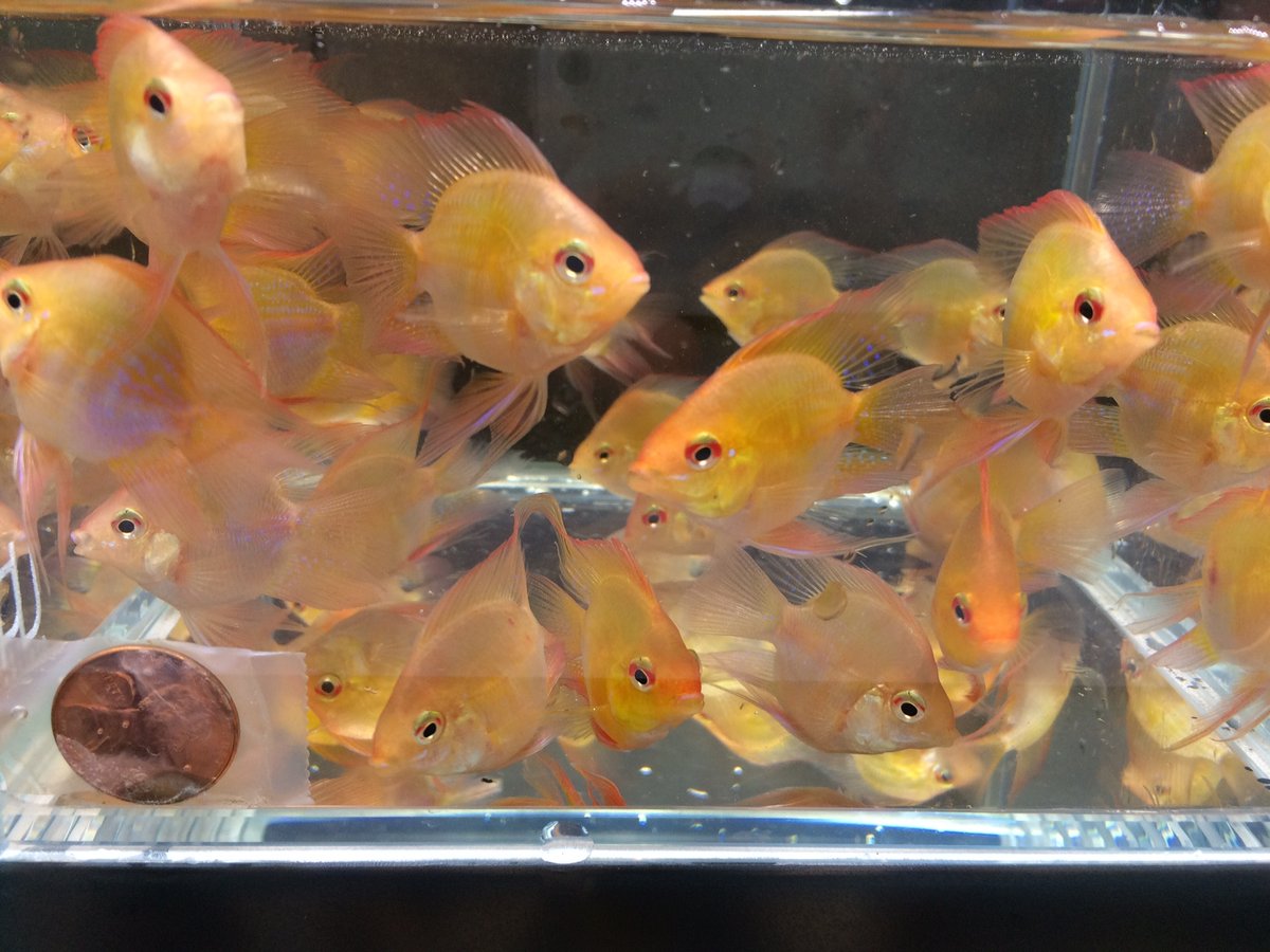 gold balloon ram 3 pack