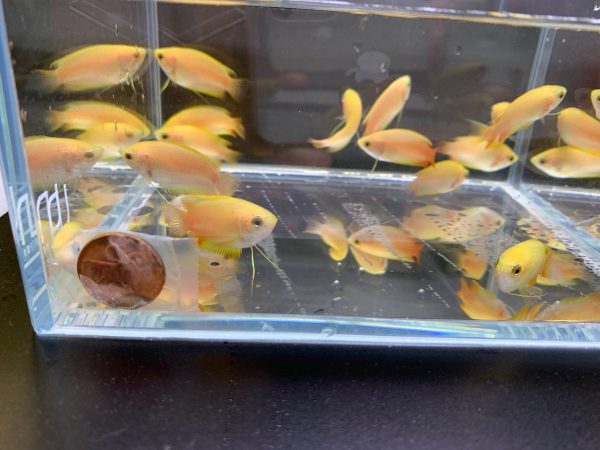 gold honey gourami 6 pack