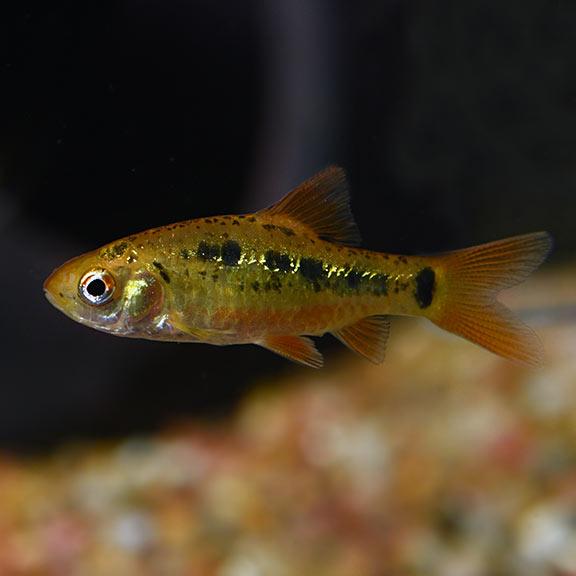 Gold Barb 10 pack - Discus.com