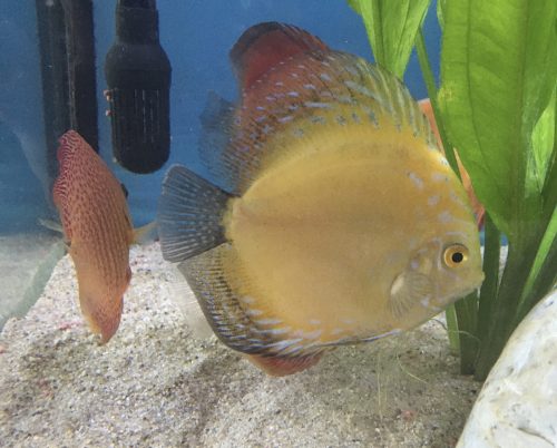 Golden Pearl Pigeon Snakeskin Discus photo review