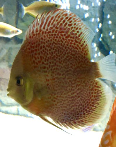 Super Eruption Discus, Blue Base photo review