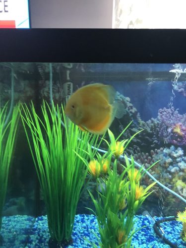 Albino Pearl Diamond Discus, Dark Base photo review