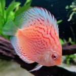 Yellow Leopard Discus photo review