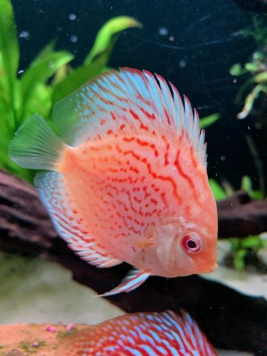 Yellow Leopard Discus photo review