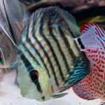 Brilliant Blue Turquoise Discus, Green Base photo review