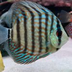 Brilliant Blue Turquoise Discus, Green Base photo review