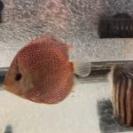 Super Eruption Discus, Blue Base photo review