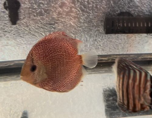 Super Eruption Discus, Blue Base photo review