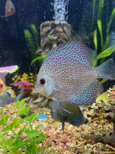 Super Eruption Discus, Blue Base photo review
