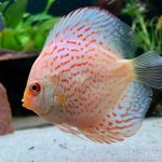 Yellow Leopard Discus photo review