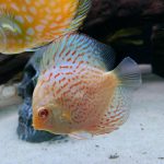Yellow Leopard Discus photo review