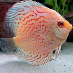 Yellow Leopard Discus photo review