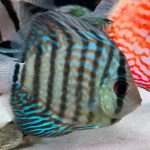 Brilliant Blue Turquoise Discus, Green Base photo review
