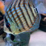 Brilliant Blue Turquoise Discus, Green Base photo review