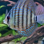 Brilliant Blue Turquoise Discus, Green Base photo review