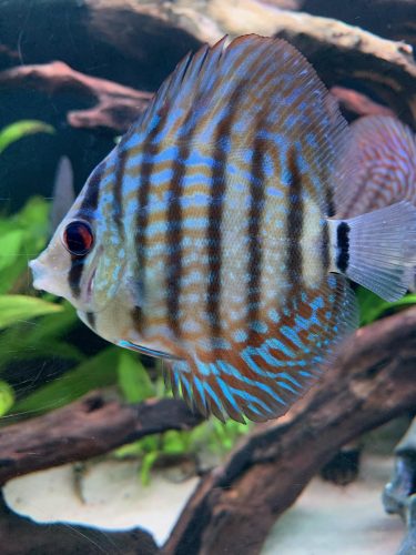 Brilliant Blue Turquoise Discus, Green Base photo review