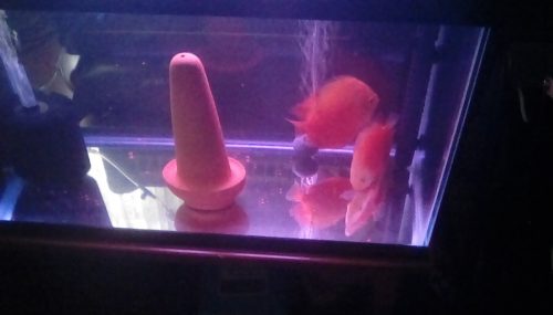 Valentine Discus, Proven Breeding Pair photo review