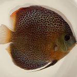 Mosaic Leopard Discus, Orange Base, Wide Pattern photo review
