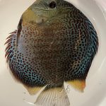 Mosaic Leopard Discus, Orange Base, Wide Pattern photo review