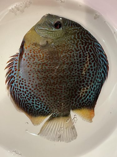 Mosaic Leopard Discus, Orange Base, Wide Pattern photo review
