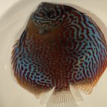 Mosaic Leopard Discus, Orange Base, Wide Pattern photo review