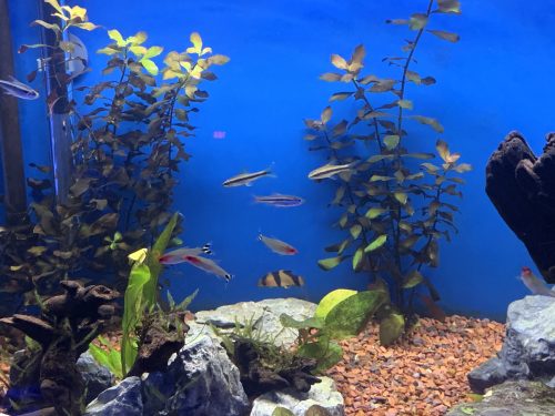 Rummynose Tetra 10 pack photo review