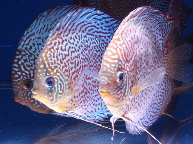 Red Eruption Leopard Discus, Red Base - Image 3