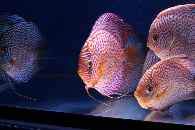 Red Eruption Leopard Discus, Red Base - Image 4