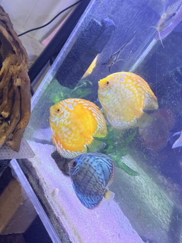 Golden Pearl Pigeon Snakeskin Discus photo review