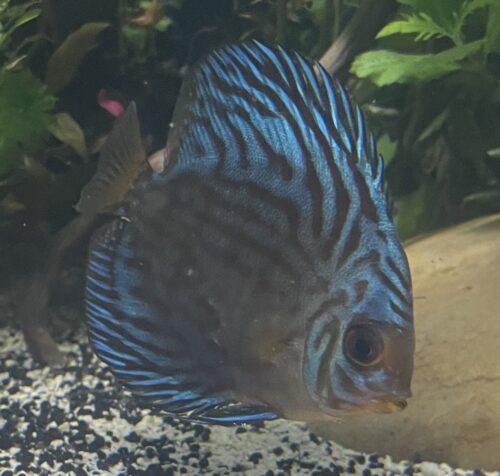 Reflection D Cross Discus, Green Base photo review