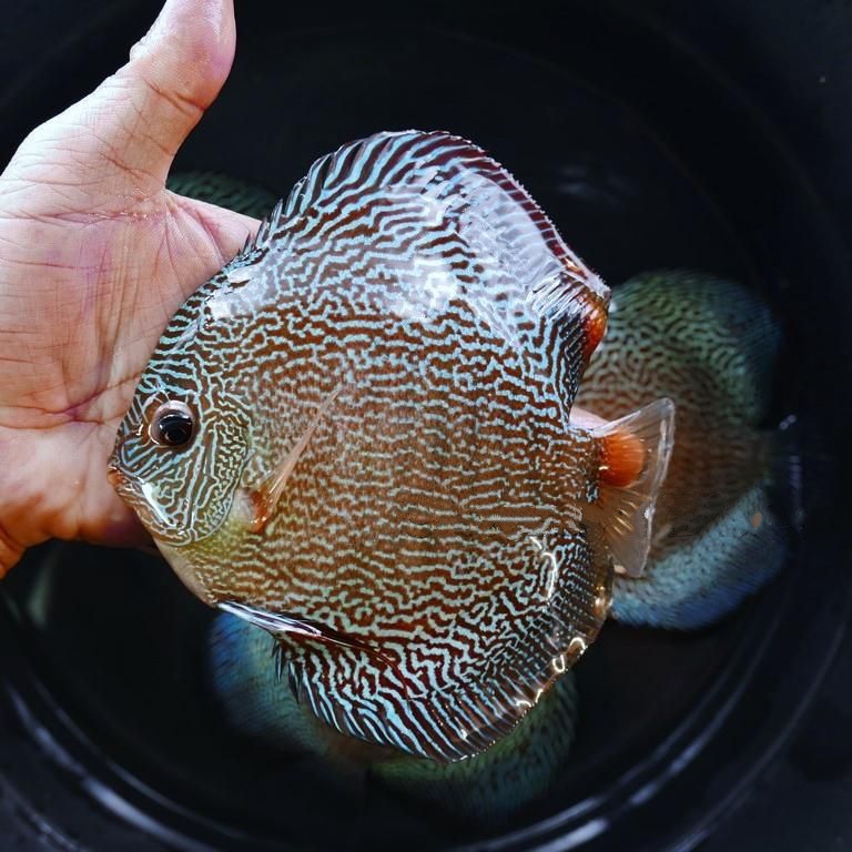 Dark Green Fineline Snakeskin Discus - Image 3