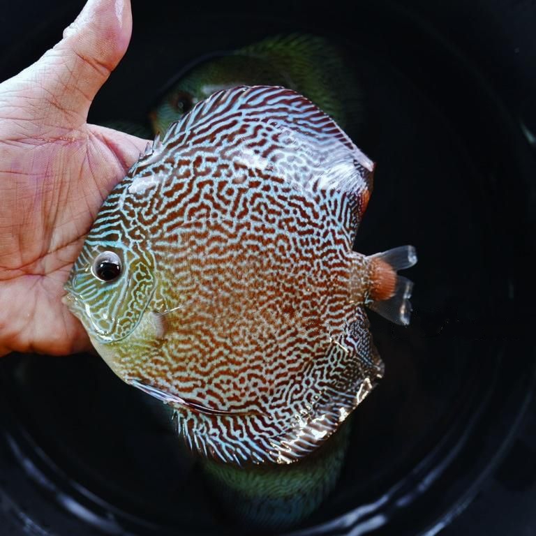 Dark Green Fineline Snakeskin Discus - Image 4