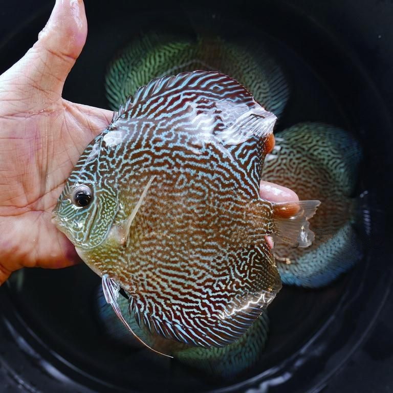 Dark Green Fineline Snakeskin Discus - Image 2