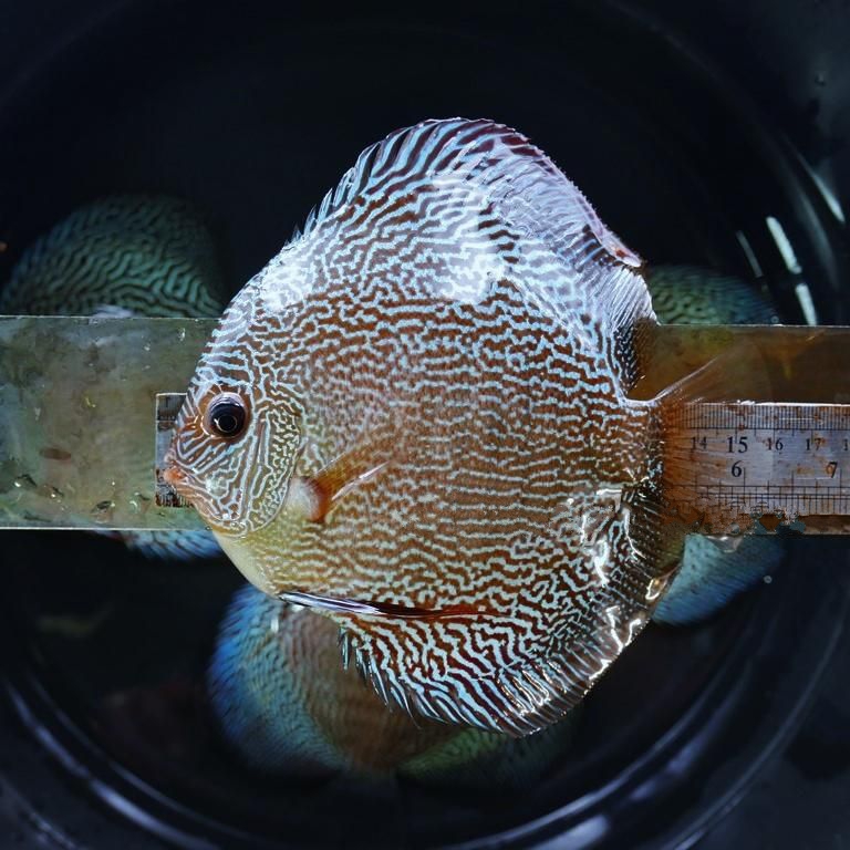 Dark Green Fineline Snakeskin Discus - Image 5