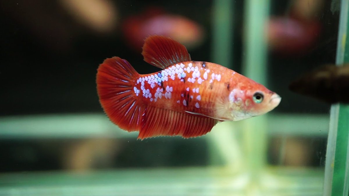 Koi Betta female 1 pack | Discus.com