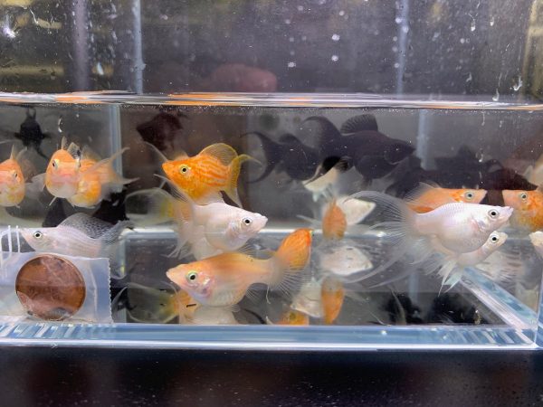 Assorted Ballon Lt Molly 8 Pack Discus Com