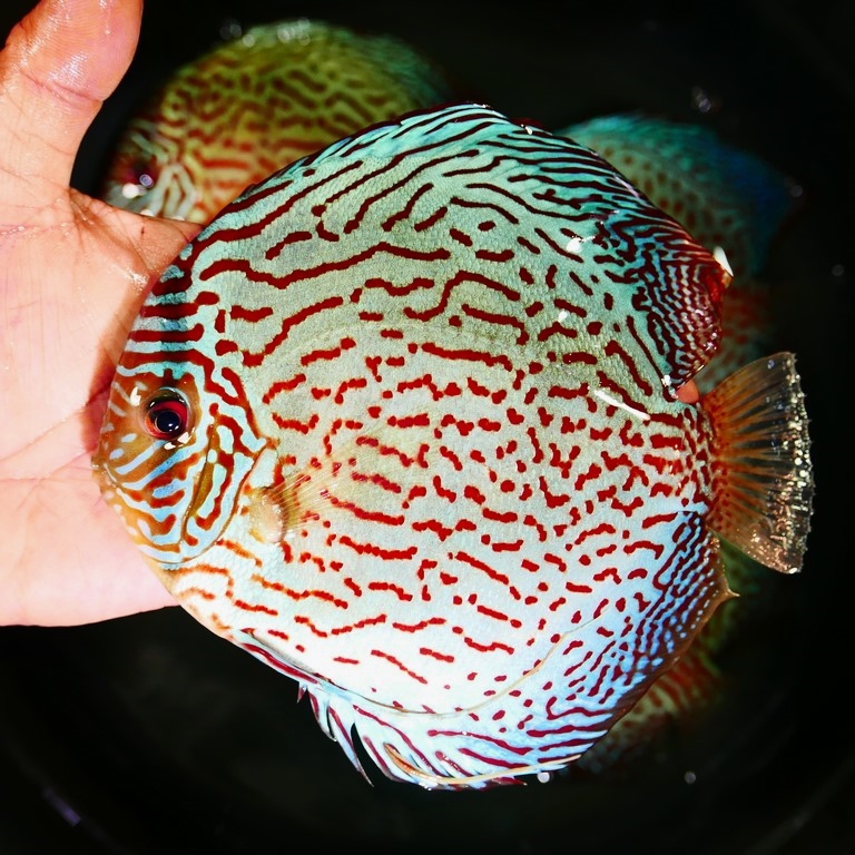 F1 Tefe Red-Spotted Green Discus