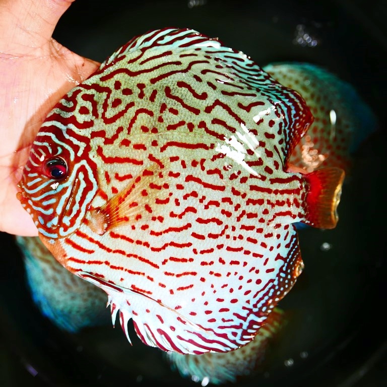 F1 Tefe Red-Spotted Green Discus - Image 7