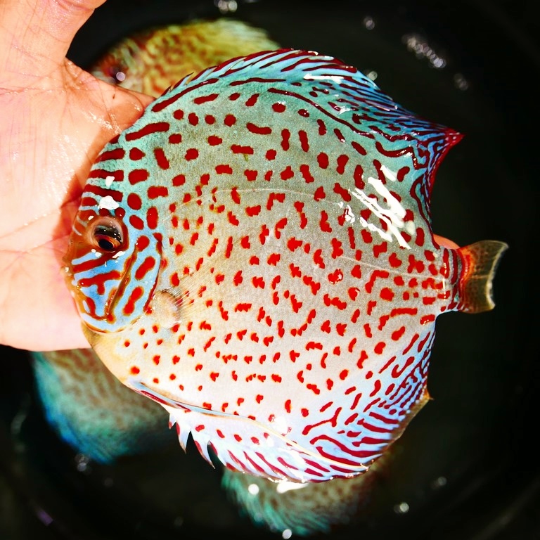 F1 Tefe Red-Spotted Green Discus - Image 2