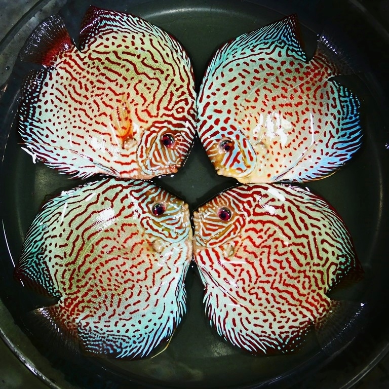 F1 Tefe Red-Spotted Green Discus - Image 3