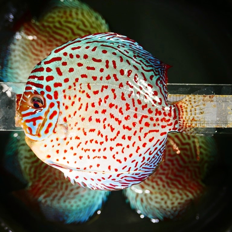 F1 Tefe Red-Spotted Green Discus - Image 6